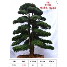 罗汉松